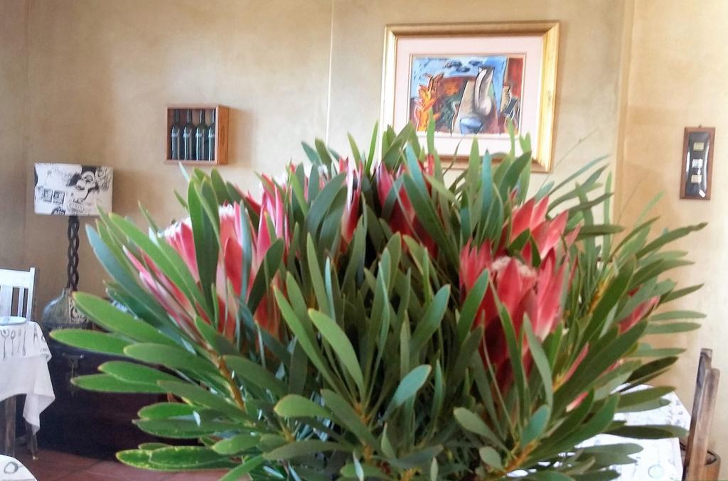 Bucaco Sud Guest House Bettyʼs Bay Exterior foto