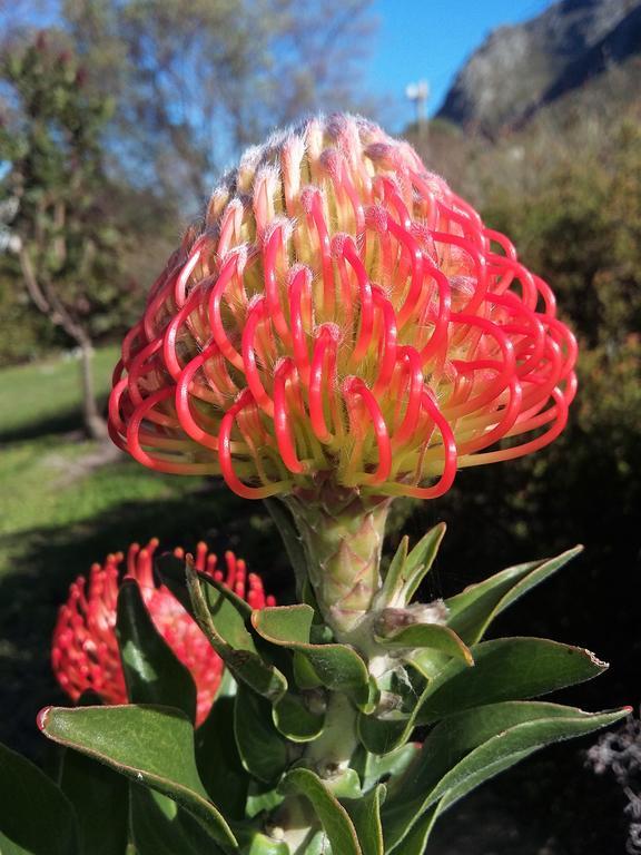 Bucaco Sud Guest House Bettyʼs Bay Exterior foto